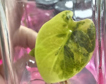 US Made Alocasia Sedenii Aurea