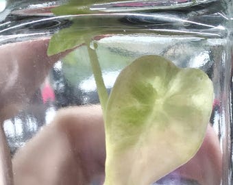 US Made RARE Alocasia Grandis Aurea TC