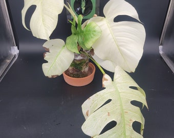 US seller Monstera Full Mint