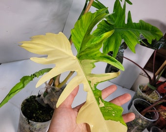 USA SELLER Rare Variegated Golden Dragon