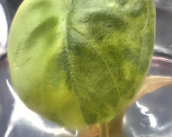 US Made Alocasia Melo Aurea Tricolor TC