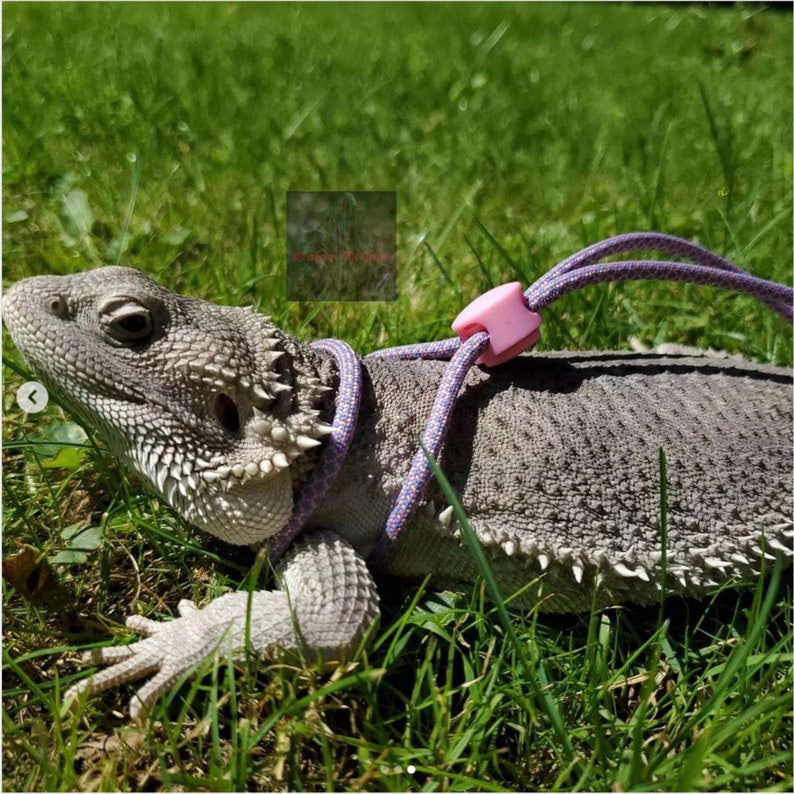 4ft Reptile Bearded Dragon Leash Lizard Leash Harness Etsy