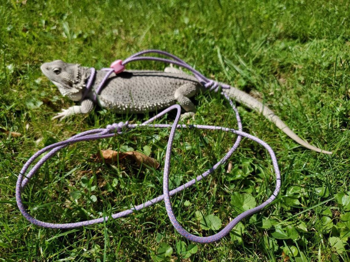 4ft Reptile Bearded Dragon Leash Lizard Leash Harness Etsy