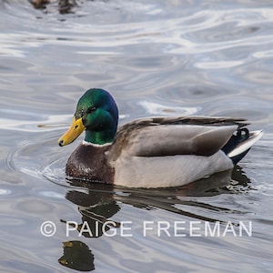 Ente - Digitales Foto, Digitaler Download, Fine Art Fotografie, Wandkunst, Naturfotografie, Tierfotografie, Mallard