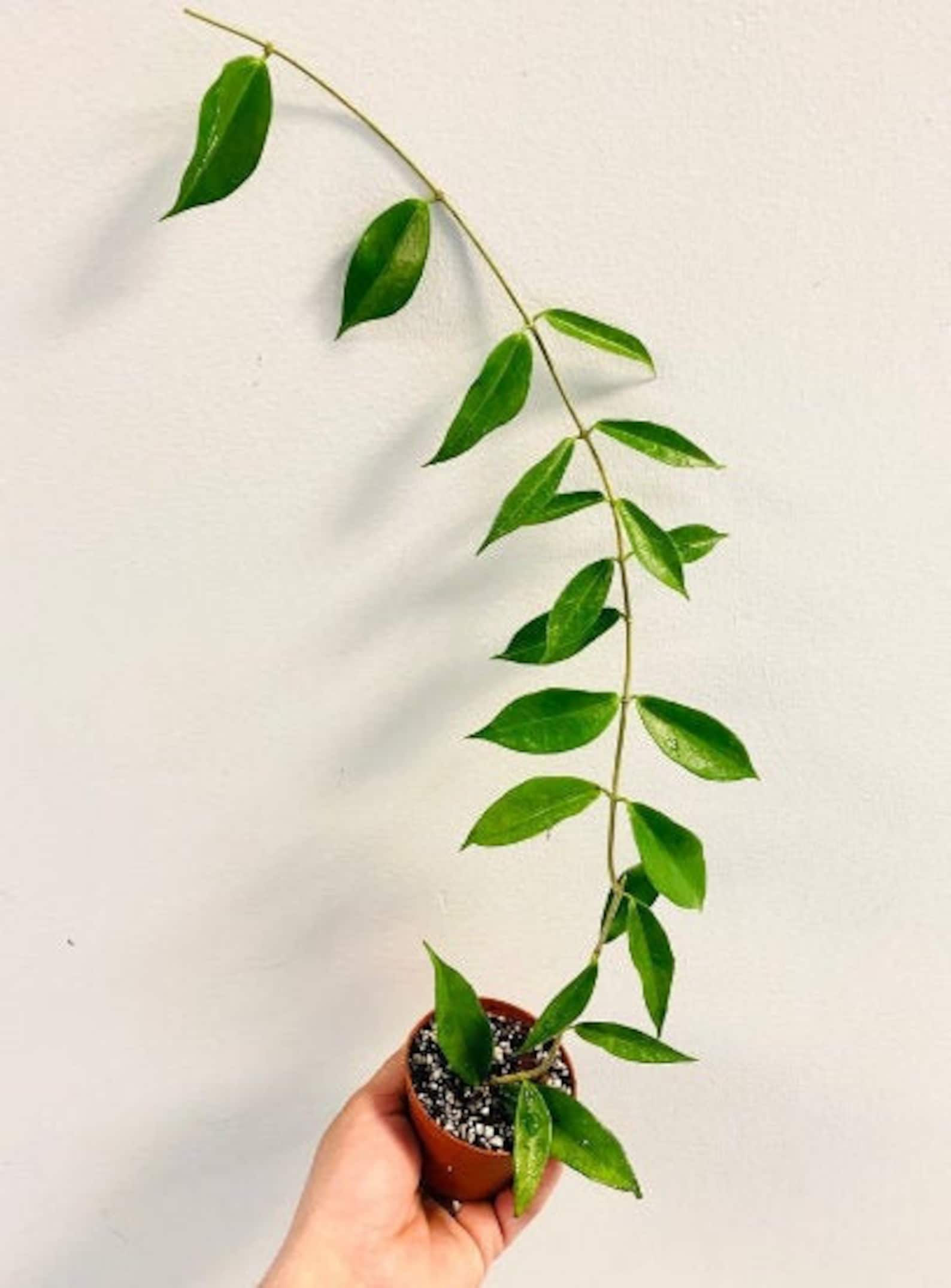 Plant Hoya Rubida Rare Hoya 3 Rare Plant Etsy