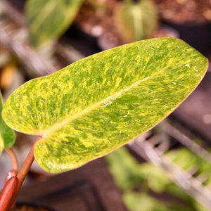 Philodendron Painted Lady