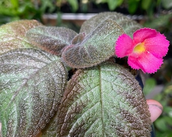 Episcia Cupreata