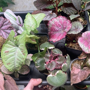 Pink House Plant Bundle - Handpicked Assortment of Beautiful Indoor Plants in Pink Hues
