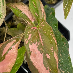 Rare Syngonium Pink Splash