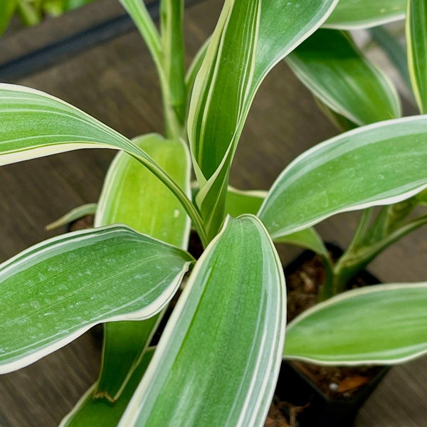 Dracaena Sanderiana Lucky Bamboo