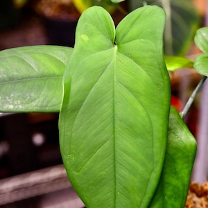 Rare Syngonium Macrophyllum