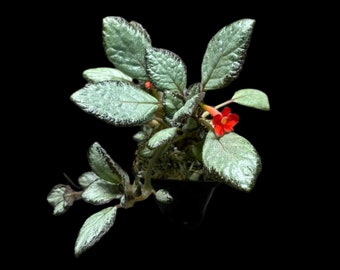 Episcia 'Silver Skies' Houseplant
