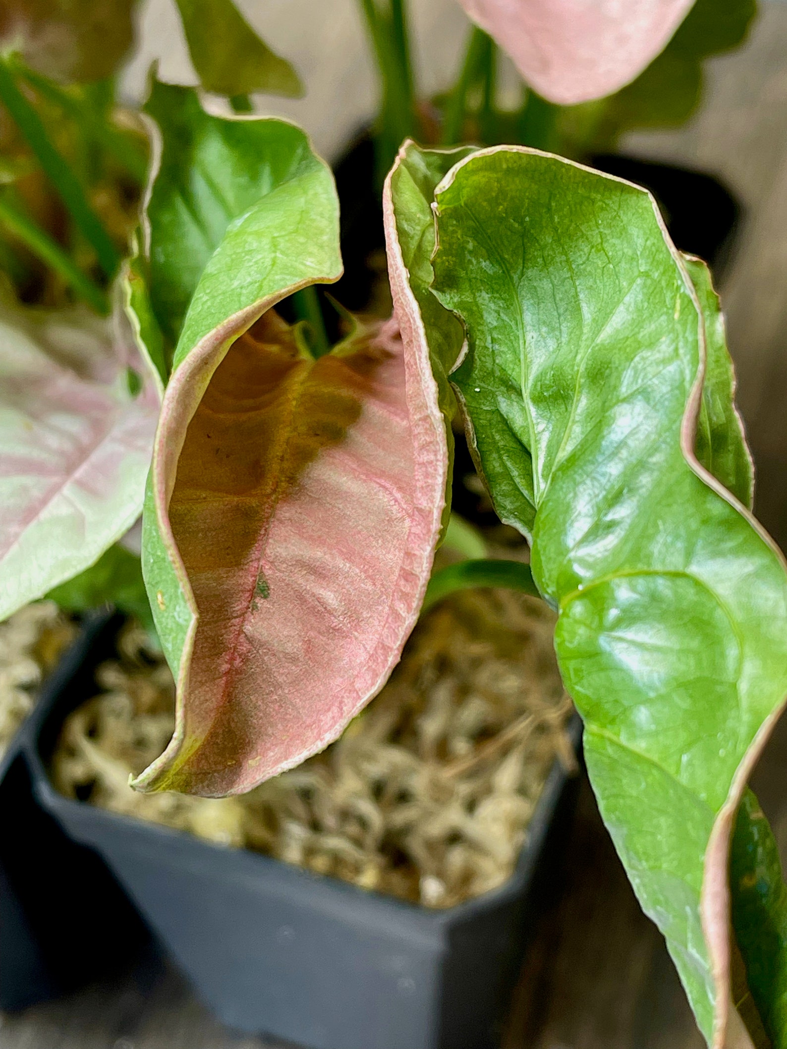 20+ Pink Allusion Arrowhead Plant Syngonium Podophyllum Pink Allusion Starter Plant Custom - Etsy