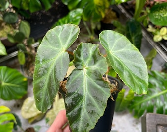 Begonia Grey Feather