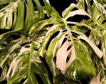 Monstera Albo