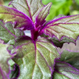 Gynura Aurantiaca Purple Passion