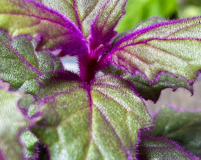 Purple Passion main image 1