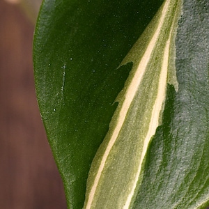 Philodendron Rio