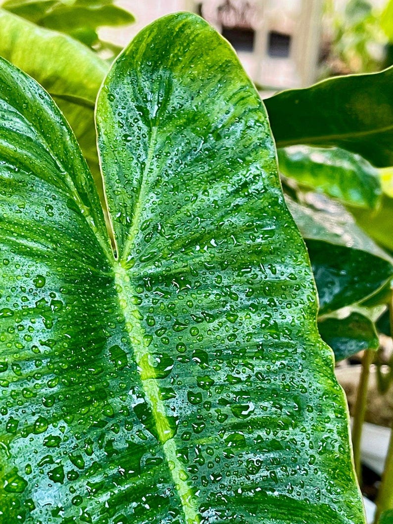 NurseryRx Philodendron Burle Marx Variegata - Thumbnail 5