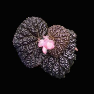 May include: A plant with dark, textured, heart-shaped leaves that have a deep purple and black hue. The foliage features a prominent, raised vein pattern across the surface. A small cluster of delicate, light pink flowers blooms in the center.
