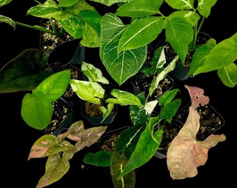 Rare Syngonium Bundle