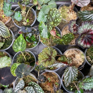 Begonia Babies Freshly Rooted Random Selection of Angel Wing, Rex, Cane-Like Begonias & More Ideal for Indoor Gardening and Plant Lovers