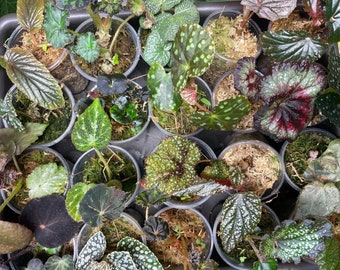 Begonia Babies Freshly Rooted Random Selection of Angel Wing, Rex, Cane-Like Begonias & More Ideal for Indoor Gardening and Plant Lovers