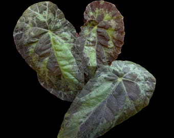 Begonia Burkillii