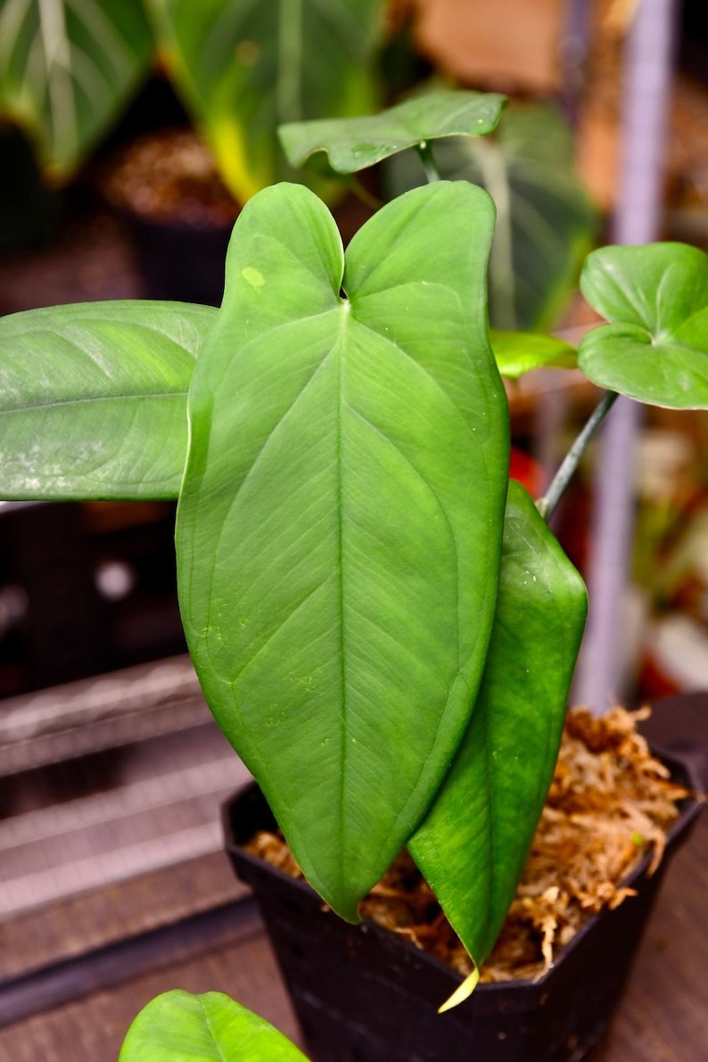 Rare Syngonium Macrophyllum image 1