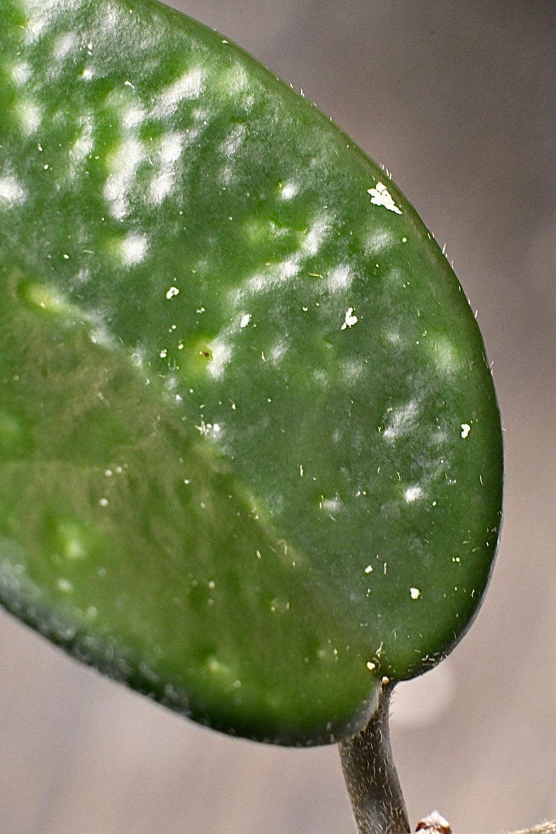 NurseryRx Hoya Carnosa Jade - Thumbnail 4