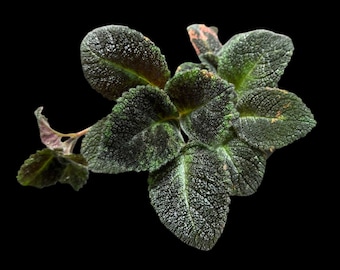 Episcia &#39;Emerald Velvet&#39; Houseplant