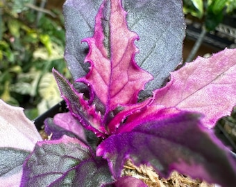 Variegated Purple Passion Plant | Gynura Aurantiaca