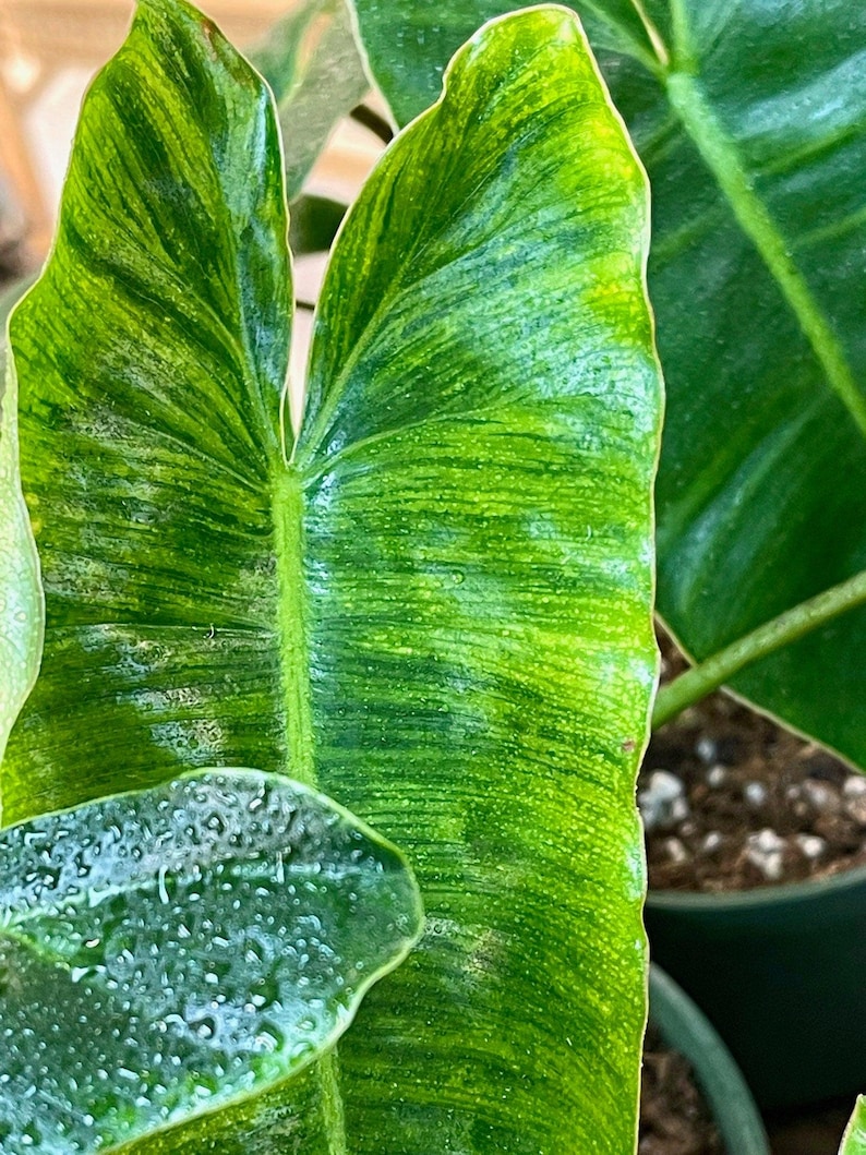 NurseryRx Philodendron Burle Marx Variegata - Thumbnail 3