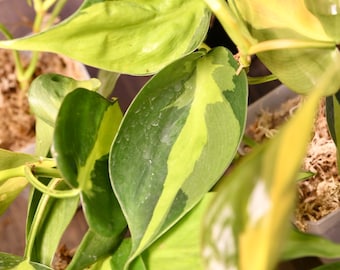 Philodendron Brasil