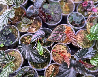 Begonia Babies Freshly Rooted Random Selection of Angel Wing, Rex, Cane-Like Begonias & More Ideal for Indoor Gardening and Plant Lovers