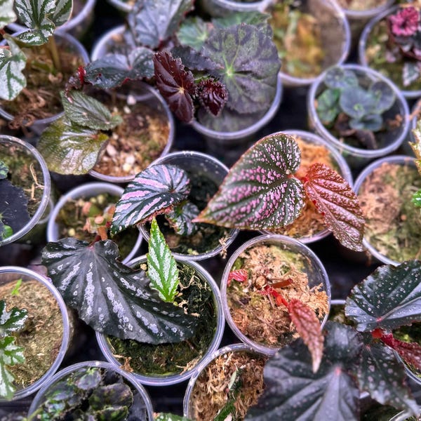 Begonia Babies Freshly Rooted Random Selection of Angel Wing, Rex, Cane-Like Begonias & More Ideal for Indoor Gardening and Plant Lovers