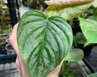 Philodendron Majestic