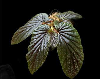 Begonia U402