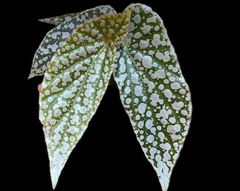 Begonia White Ice