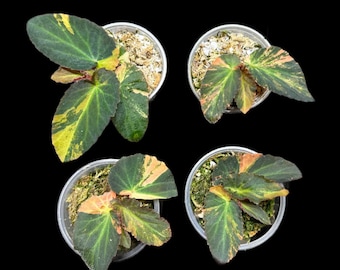Variegated Begonia Withlacoochee