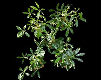 Schefflera Arboricola Variegata