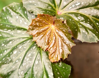 Begonia Plant dream Lover 6 Pot Cane Angel - Etsy