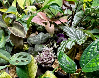 Mystery Plant Box