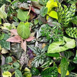 4 Houseplant Surprise Bundle Box