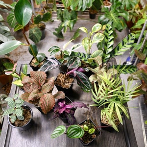 Pet Friendly Houseplant Bundle