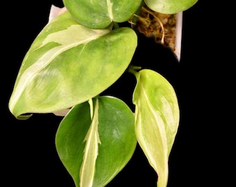 Philodendron Rio