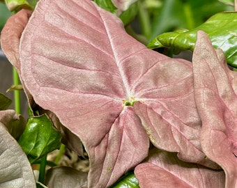 Syngonium Podophyllum Pink Allusion