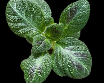 Episcia 'Slinky Pink' Houseplant