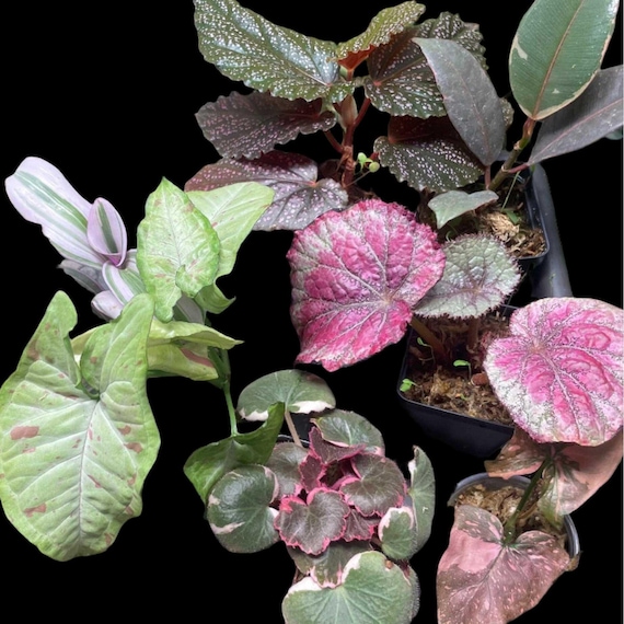 buy zz plant australia Raven ZZ Plant (Zamioculcas Zamiifolia) main image 1