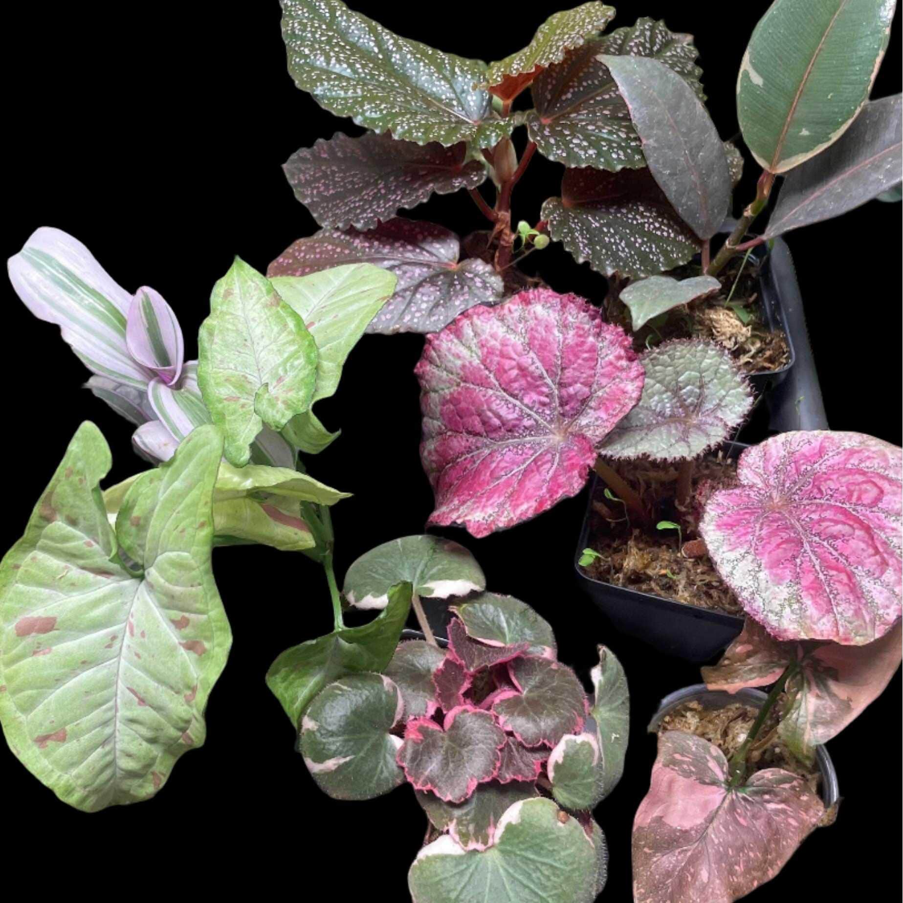 Pink House Plant Bundle - Handpicked Assortment of Beautiful Indoor
